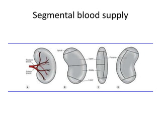 Segmental blood supply
 