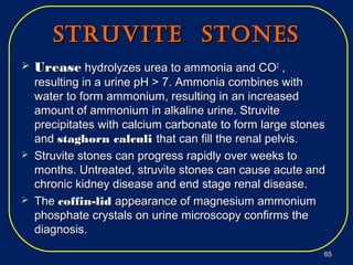 StrUvite StoneSStrUvite StoneS
 UreaseUrease hydrolyzes urea to ammonia and COhydrolyzes urea to ammonia and CO22
,,
resulting in a urine pH > 7. Ammonia combines withresulting in a urine pH > 7. Ammonia combines with
water to form ammonium, resulting in an increasedwater to form ammonium, resulting in an increased
amount of ammonium in alkaline urine. Struviteamount of ammonium in alkaline urine. Struvite
precipitates with calcium carbonate to form large stonesprecipitates with calcium carbonate to form large stones
andand staghorn calculistaghorn calculi that can fill the renal pelvis.that can fill the renal pelvis.
 Struvite stones can progress rapidly over weeks toStruvite stones can progress rapidly over weeks to
months. Untreated, struvite stones can cause acute andmonths. Untreated, struvite stones can cause acute and
chronic kidney disease and end stage renal disease.chronic kidney disease and end stage renal disease.
 TheThe coffin-lidcoffin-lid appearance of magnesium ammoniumappearance of magnesium ammonium
phosphate crystals on urine microscopy confirms thephosphate crystals on urine microscopy confirms the
diagnosis.diagnosis.
6565
 