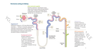 Comprehensive Overview of Acute Kidney Injury and Glomerulonephritis in ...