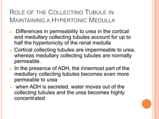 ROLE OF THE COLLECTING TUBULE IN
MAINTAINING A HYPERTONIC MEDULLA
 Differences in permeability to urea in the cortical
and medullary collecting tubules account for up to
half the hypertonicity of the renal medulla
 Cortical collecting tubules are impermeable to urea,
whereas medullary collecting tubules are normally
permeable.
 In the presence of ADH, the innermost part of the
medullary collecting tubules becomes even more
permeable to urea
 when ADH is secreted, water moves out of the
collecting tubules and the urea becomes highly
concentrated
 