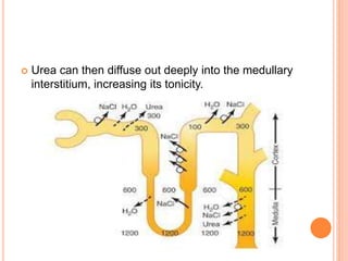  Urea can then diffuse out deeply into the medullary
interstitium, increasing its tonicity.
 