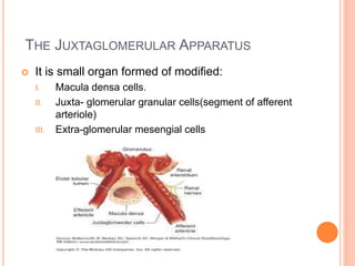 THE JUXTAGLOMERULAR APPARATUS
 It is small organ formed of modified:
I. Macula densa cells.
II. Juxta- glomerular granular cells(segment of afferent
arteriole)
III. Extra-glomerular mesengial cells
 