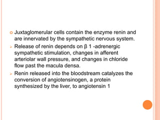  Juxtaglomerular cells contain the enzyme renin and
are innervated by the sympathetic nervous system.
 Release of renin depends on β 1 -adrenergic
sympathetic stimulation, changes in afferent
arteriolar wall pressure, and changes in chloride
flow past the macula densa.
 Renin released into the bloodstream catalyzes the
conversion of angiotensinogen, a protein
synthesized by the liver, to angiotensin 1
 