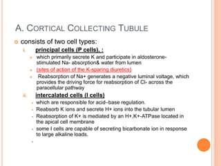 A. CORTICAL COLLECTING TUBULE
 consists of two cell types:
i. principal cells (P cells), :
 which primarily secrete K and participate in aldosterone-
stimulated Na- absorption& water from lumen
 (sites of action of the K-sparing diuretics)
 Reabsorption of Na+ generates a negative luminal voltage, which
provides the driving force for reabsorption of Cl- across the
paracellular pathway
ii. intercalated cells (I cells)
 which are responsible for acid–base regulation.
 Reabsorb K ions and secrete H+ ions into the tubular lumen
 Reabsorption of K+ is mediated by an H+,K+-ATPase located in
the apical cell membrane
 some I cells are capable of secreting bicarbonate ion in response
to large alkaline loads.

 