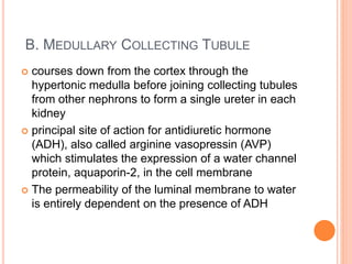 B. MEDULLARY COLLECTING TUBULE
 courses down from the cortex through the
hypertonic medulla before joining collecting tubules
from other nephrons to form a single ureter in each
kidney
 principal site of action for antidiuretic hormone
(ADH), also called arginine vasopressin (AVP)
which stimulates the expression of a water channel
protein, aquaporin-2, in the cell membrane
 The permeability of the luminal membrane to water
is entirely dependent on the presence of ADH
 