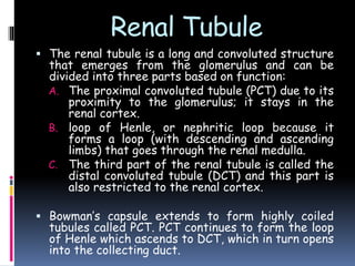 Renal Tubule
 The renal tubule is a long and convoluted structure
that emerges from the glomerulus and can be
divided into three parts based on function:
A. The proximal convoluted tubule (PCT) due to its
proximity to the glomerulus; it stays in the
renal cortex.
B. loop of Henle, or nephritic loop because it
forms a loop (with descending and ascending
limbs) that goes through the renal medulla.
C. The third part of the renal tubule is called the
distal convoluted tubule (DCT) and this part is
also restricted to the renal cortex.
 Bowman’s capsule extends to form highly coiled
tubules called PCT. PCT continues to form the loop
of Henle which ascends to DCT, which in turn opens
into the collecting duct.
 