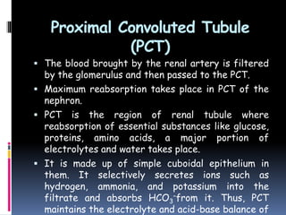Proximal Convoluted Tubule
(PCT)
 The blood brought by the renal artery is filtered
by the glomerulus and then passed to the PCT.
 Maximum reabsorption takes place in PCT of the
nephron.
 PCT is the region of renal tubule where
reabsorption of essential substances like glucose,
proteins, amino acids, a major portion of
electrolytes and water takes place.
 It is made up of simple cuboidal epithelium in
them. It selectively secretes ions such as
hydrogen, ammonia, and potassium into the
filtrate and absorbs HCO3
–from it. Thus, PCT
maintains the electrolyte and acid-base balance of
 