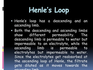 Henle’s Loop
 Henle’s loop has a descending and an
ascending limb.
 Both the descending and ascending limbs
show different permeability. The
descending limb is permeable to water but
impermeable to an electrolyte, while the
ascending limb is permeable to
electrolytes but impermeable to water.
Since the electrolytes get reabsorbed at
the ascending loop of Henle, the filtrate
gets diluted as it moves towards the
 