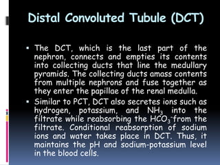Distal Convoluted Tubule (DCT)
 The DCT, which is the last part of the
nephron, connects and empties its contents
into collecting ducts that line the medullary
pyramids. The collecting ducts amass contents
from multiple nephrons and fuse together as
they enter the papillae of the renal medulla.
 Similar to PCT, DCT also secretes ions such as
hydrogen, potassium, and NH3 into the
filtrate while reabsorbing the HCO3
–from the
filtrate. Conditional reabsorption of sodium
ions and water takes place in DCT. Thus, it
maintains the pH and sodium-potassium level
in the blood cells.
 