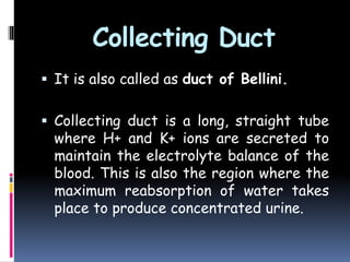 Collecting Duct
 It is also called as duct of Bellini.
 Collecting duct is a long, straight tube
where H+ and K+ ions are secreted to
maintain the electrolyte balance of the
blood. This is also the region where the
maximum reabsorption of water takes
place to produce concentrated urine.
 