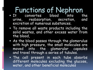 Functions of Nephron
 It convertes blood into the
urine, reabsorption, secretion, and
excretion of numerous substances.
 To remove all waste products including the
solid wastes, and other excess water from
the blood,
 As the blood passes through the glomerulus
with high pressure, the small molecules are
moved into the glomerular capsules
and travel through a series of tubules.
 The cell present in each tube absorbs
different molecules excluding the glucose,
water, and other beneficial molecules
 