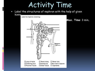 Activity Time
 Label the structures of nephron with the help of given
hints:
Max. Time: 3 min.
 