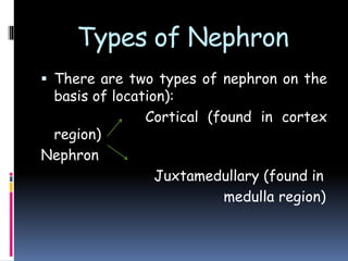Types of Nephron
 There are two types of nephron on the
basis of location):
Cortical (found in cortex
region)
Nephron
Juxtamedullary (found in
medulla region)
 
