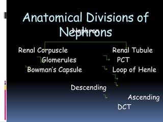 Anatomical Divisions of
Nephrons
Nephron
Renal Corpuscle Renal Tubule
Glomerules PCT
Bowman’s Capsule Loop of Henle
Descending
Ascending
DCT
 