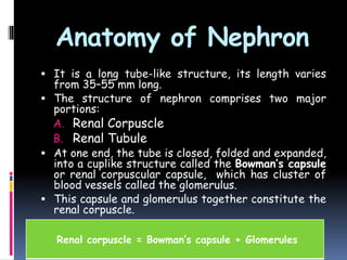 Anatomy of Nephron
 It is a long tube-like structure, its length varies
from 35–55 mm long.
 The structure of nephron comprises two major
portions:
A. Renal Corpuscle
B. Renal Tubule
 At one end, the tube is closed, folded and expanded,
into a cuplike structure called the Bowman’s capsule
or renal corpuscular capsule, which has cluster of
blood vessels called the glomerulus.
 This capsule and glomerulus together constitute the
renal corpuscle.
Renal corpuscle = Bowman’s capsule + Glomerules
 