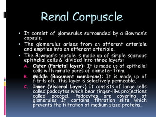 Renal Corpuscle
 It consist of glomerulus surrounded by a Bowman’s
capsule.
 The glomerulus arises from an afferent arteriole
and empties into an efferent arteriole.
 The Bowman’s capsule is made up of simple sqamous
epithelial cells & divided into three layers:
A. Outer (Parietal layer): It is made up of epithelial
cells with minute pores of diameter 12nm.
B. Middle (Basement membrane): It is made up of
fibrils etc. This layer is selectively permeable.
C. Inner (Visceral Layer:) It consists of large cells
called podocytes which bear finger-like projections
called podocel. Podocytes are covering of
glomerules It contains filtration slits which
prevents the filtration of medium sized proteins.
 