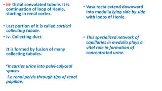 • iii- Distal convulated tubule. It is
continuation of loop of Henle,
starting in renal cortex.
• Last portion of it is called cortical
collecting tubule.
• iv- Collecting duct.
It is formed by fusion of many
collecting tubules.
*It carries urine into pelvi-calyceal
spaces
i.e renal pelvis through tips of renal
papillae.
• Vasa recta extend downward
into medulla lying side by side
with loops of Henle.
• This specialized network of
capillaries in medulla plays a
vital role in formation of
concentrated urine.
 