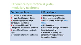 Cortical nephrons J.M nephrons
1- Located in outer cortex.
2- Have short loops of Henle.
3- Blood Supply is through
peritubular capillaries .
4- In human kidney 85%
Of nephron are cortical nephron
5- blood flow through cortex is
rapid
6. Function is formation of urine
1- Located deeply in cortex.
2- Have long loops of Henle.
3- Blood Supply is through vasa
recta.
4- 25% nephron
5-blood flow through vasa recta
in medulla is slow
6. Function is mainly the
concentration of urine and
formation of urine.
Difference b/w cortical & jexta-
medullary nephrons
 