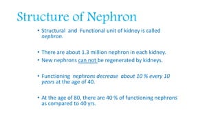 • Structural and Functional unit of kidney is called
nephron.
• There are about 1.3 million nephron in each kidney.
• New nephrons can not be regenerated by kidneys.
• Functioning nephrons decrease about 10 % every 10
years at the age of 40.
• At the age of 80, there are 40 % of functioning nephrons
as compared to 40 yrs.
Structure of Nephron
 