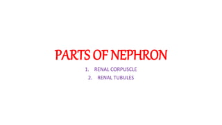 PARTS OF NEPHRON
1. RENAL CORPUSCLE
2. RENAL TUBULES
 
