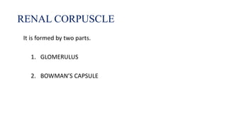 It is formed by two parts.
1. GLOMERULUS
2. BOWMAN’S CAPSULE
RENAL CORPUSCLE
 