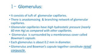 1- Glomerulus:
• It consists of tuft of glomerular capillaries.
• There is anastomosing & branching network of glomerular
capillaries.
• Glomerular capillaries have high hydrostatic pressure (nearly
60 mm Hg) as compared with other capillaries.
• Glomerulus is surrounded by a membranous cover called
Bowman’s capsule.
• Each glomerulus is about 0.2 mm in diameter.
• Glomerulus and Bowman’s capsule together constitute renal
corpuscle.
 