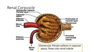 Glomerular filtrate collects in capsular
space, flows into renal tubule
Renal Corpuscle
 