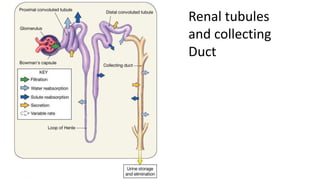 • Fluid which is filter
Renal tubules
and collecting
Duct
 
