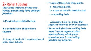 2- Renal Tubules:
Each renal tubule is divided into
various part as they have different
functions.
i- Proximal convulated tubule.
It is continuation of Bowman’s
capsule.
ii- Loop of Henle. It is continuation of
prox. conv. tubule.
• * Loop of Henle has three parts.
a- descending limb,
b- u turn or bend in medulla and
c- ascending limb.
• Ascending limb has initial thin
segment followed by thick segment.
• At the end of thick ascending limb,
there is short segment called
macula densa, which plays
important role in controlling
functions of nephron.
 