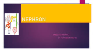 NEPHRON
SNEHA CHATTARAJ
1ST YEAR BSC NURSING
 