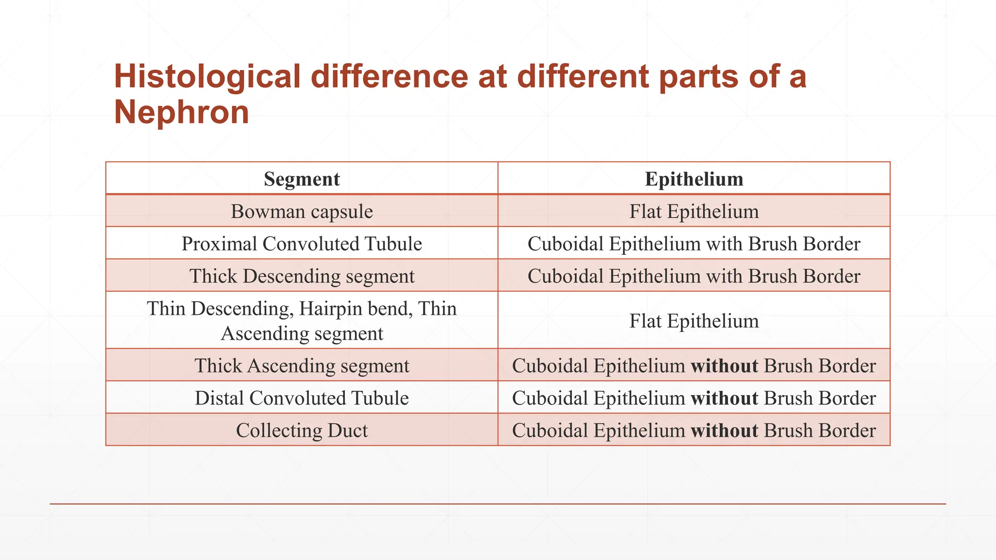 Histological difference at different parts of a
Nephron
Segment Epithelium
Bowman capsule Flat Epithelium
Proximal Convoluted Tubule Cuboidal Epithelium with Brush Border
Thick Descending segment Cuboidal Epithelium with Brush Border
Thin Descending, Hairpin bend, Thin
Ascending segment
Flat Epithelium
Thick Ascending segment Cuboidal Epithelium without Brush Border
Distal Convoluted Tubule Cuboidal Epithelium without Brush Border
Collecting Duct Cuboidal Epithelium without Brush Border
 