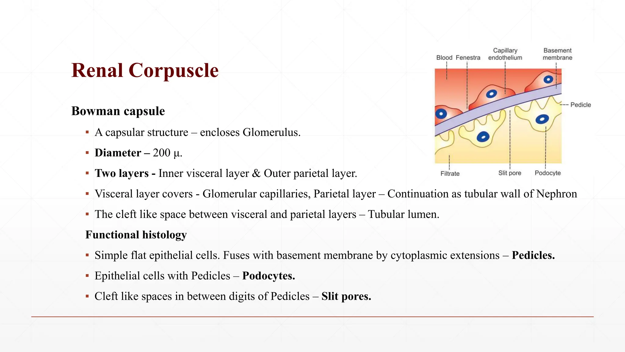 Bowman capsule
▪ A capsular structure – encloses Glomerulus.
▪ Diameter – 200 μ.
▪ Two layers - Inner visceral layer & Outer parietal layer.
▪ Visceral layer covers - Glomerular capillaries, Parietal layer – Continuation as tubular wall of Nephron
▪ The cleft like space between visceral and parietal layers – Tubular lumen.
Functional histology
▪ Simple flat epithelial cells. Fuses with basement membrane by cytoplasmic extensions – Pedicles.
▪ Epithelial cells with Pedicles – Podocytes.
▪ Cleft like spaces in between digits of Pedicles – Slit pores.
Renal Corpuscle
 
