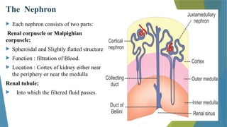 Renal Physiology -Nephron.pptx