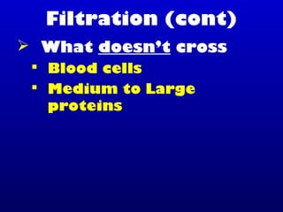 Filtration (cont)
 What doesn’t cross
 Blood cells
 Medium to Large
proteins
 