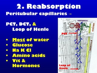 2. Reabsorption
Peritubular capillaries →
PCT, DCT, &
Loop of Henle
• Most of water
• Glucose
• Na K Cl
• Amino acids
• Vit &
Hormones
PCT
Loop of
Henle
 