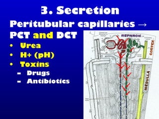 3. Secretion
Peritubular capillaries →
PCT and DCT
• Urea
• H+ (pH)
• Toxins
– Drugs
– Antibiotics
 