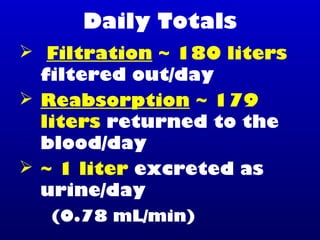 Daily Totals
 Filtration ~ 180 liters
filtered out/day
 Reabsorption ~ 179
liters returned to the
blood/day
 ~ 1 liter excreted as
urine/day
(0.78 mL/min)
 