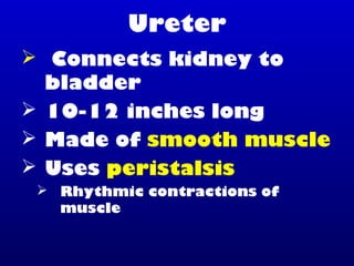 Ureter
 Connects kidney to
bladder
 10-12 inches long
 Made of smooth muscle
 Uses peristalsis
 Rhythmic contractions of
muscle
 