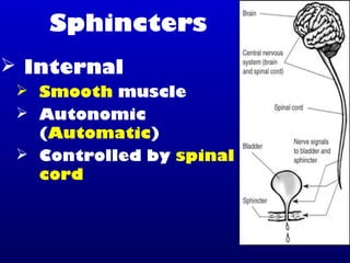 Sphincters
 Internal
 Smooth muscle
 Autonomic
(Automatic)
 Controlled by spinal
cord
 