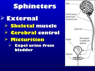 Sphincters
 External
 Skeletal muscle
 Cerebral control
 Micturition
 Expel urine from
bladder
 