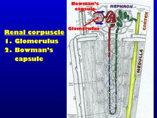 Renal corpuscle
1. Glomerulus
2. Bowman’s
capsule
Bowman’s
capsule
Glomerulus
 