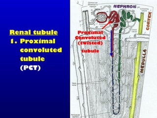 Renal tubule
1. Proximal
convoluted
tubule
(PCT)
Proximal
Convoluted
(twisted)
tubule
 