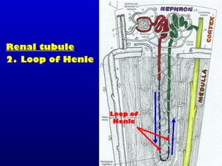 Renal tubule
2. Loop of Henle
Loop of
Henle
 