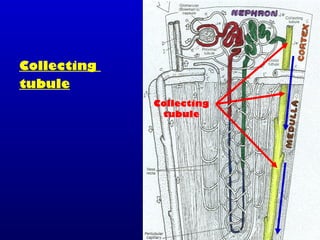 Collecting
tubule
Collecting
tubule
 