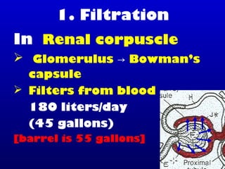 1. Filtration
In Renal corpuscle
 Glomerulus → Bowman’s
capsule
 Filters from blood
180 liters/day
(45 gallons)
[barrel is 55 gallons]
 