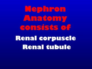 Nephron
Anatomy
consists of
Renal corpuscle
Renal tubule
 