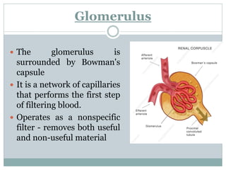 Glomerulus
 The glomerulus is
surrounded by Bowman's
capsule
 It is a network of capillaries
that performs the first step
of filtering blood.
 Operates as a nonspecific
filter - removes both useful
and non-useful material
 