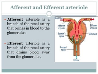 Afferent and Efferent arteriole
 Afferent arteriole is a
branch of the renal artery
that brings in blood to the
glomerulus.
 Efferent arteriole is a
branch of the renal artery
that drains blood away
from the glomerulus.
 