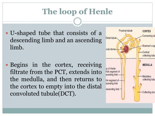 The loop of Henle
 U-shaped tube that consists of a
descending limb and an ascending
limb.
 Begins in the cortex, receiving
filtrate from the PCT, extends into
the medulla, and then returns to
the cortex to empty into the distal
convoluted tubule(DCT).
 