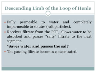 Descending Limb of the Loop of Henle
 Fully permeable to water and completely
impermeable to solutes (salt particles).
 Receives filtrate from the PCT, allows water to be
absorbed and passes “salty” filtrate to the next
segment.
“Saves water and passes the salt”
 The passing filtrate becomes concentrated.
 